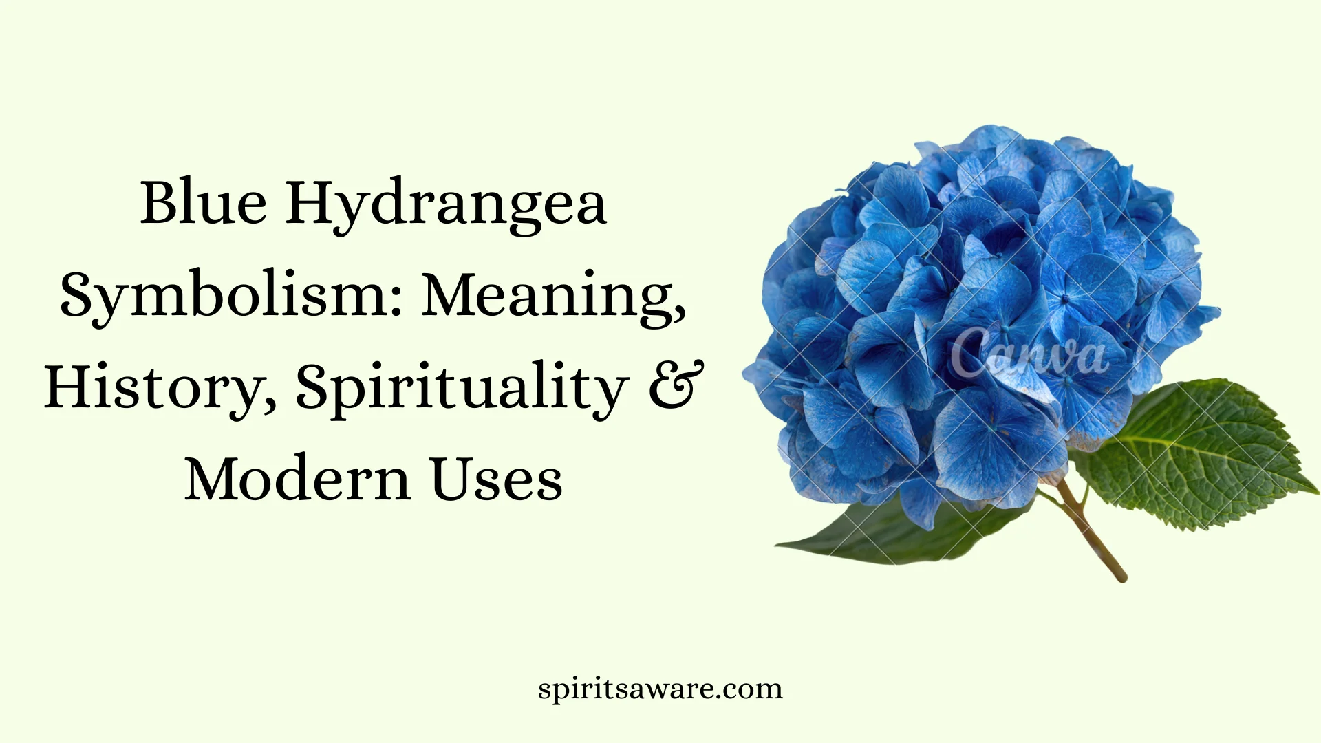 Blue Hydrangea Symbolism