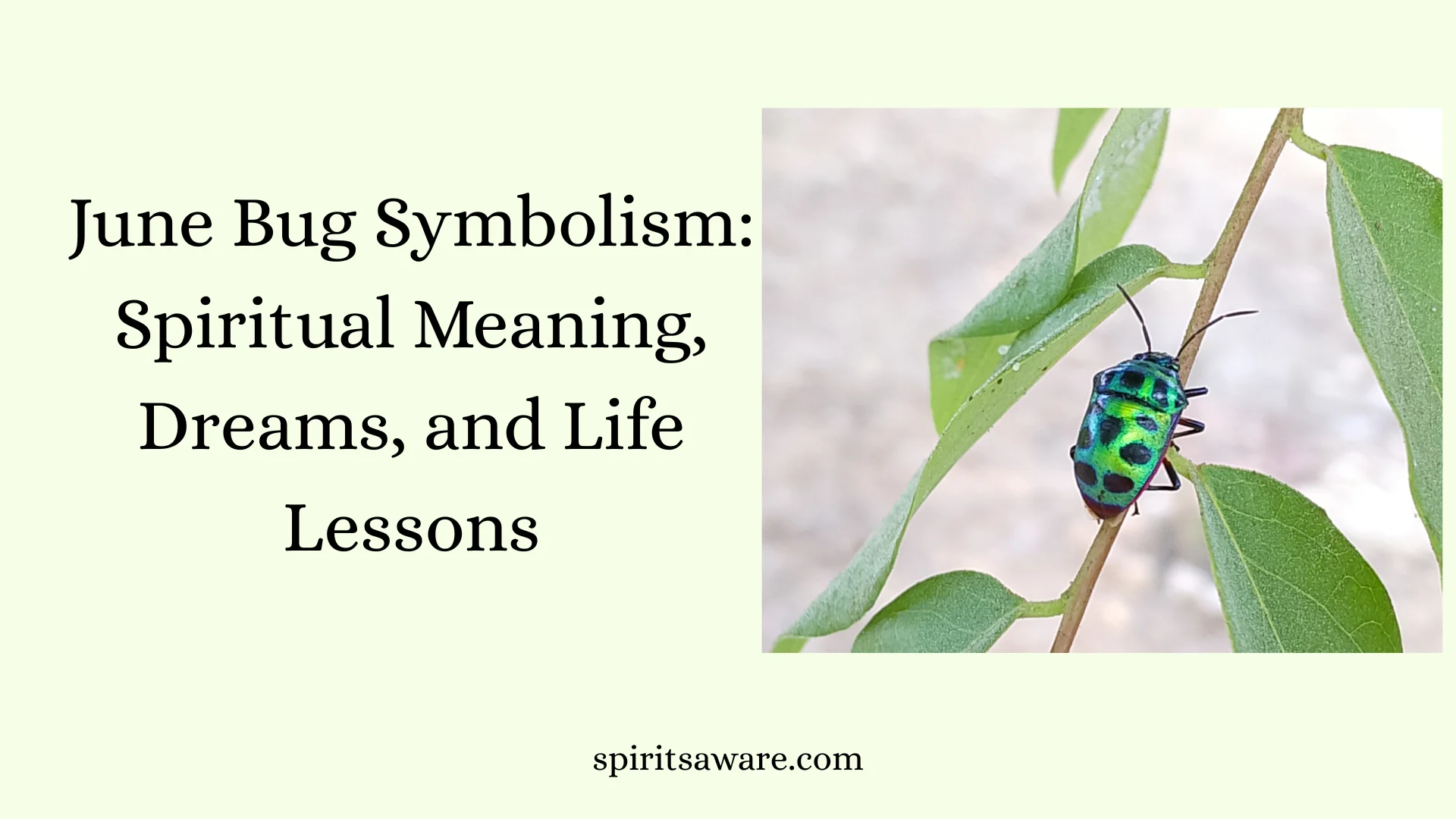 June Bug Symbolism