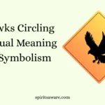2 Hawks Circling Spiritual Meaning and Symbolism