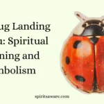 Ladybug Landing on You