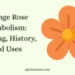 Orange Rose Symbolism