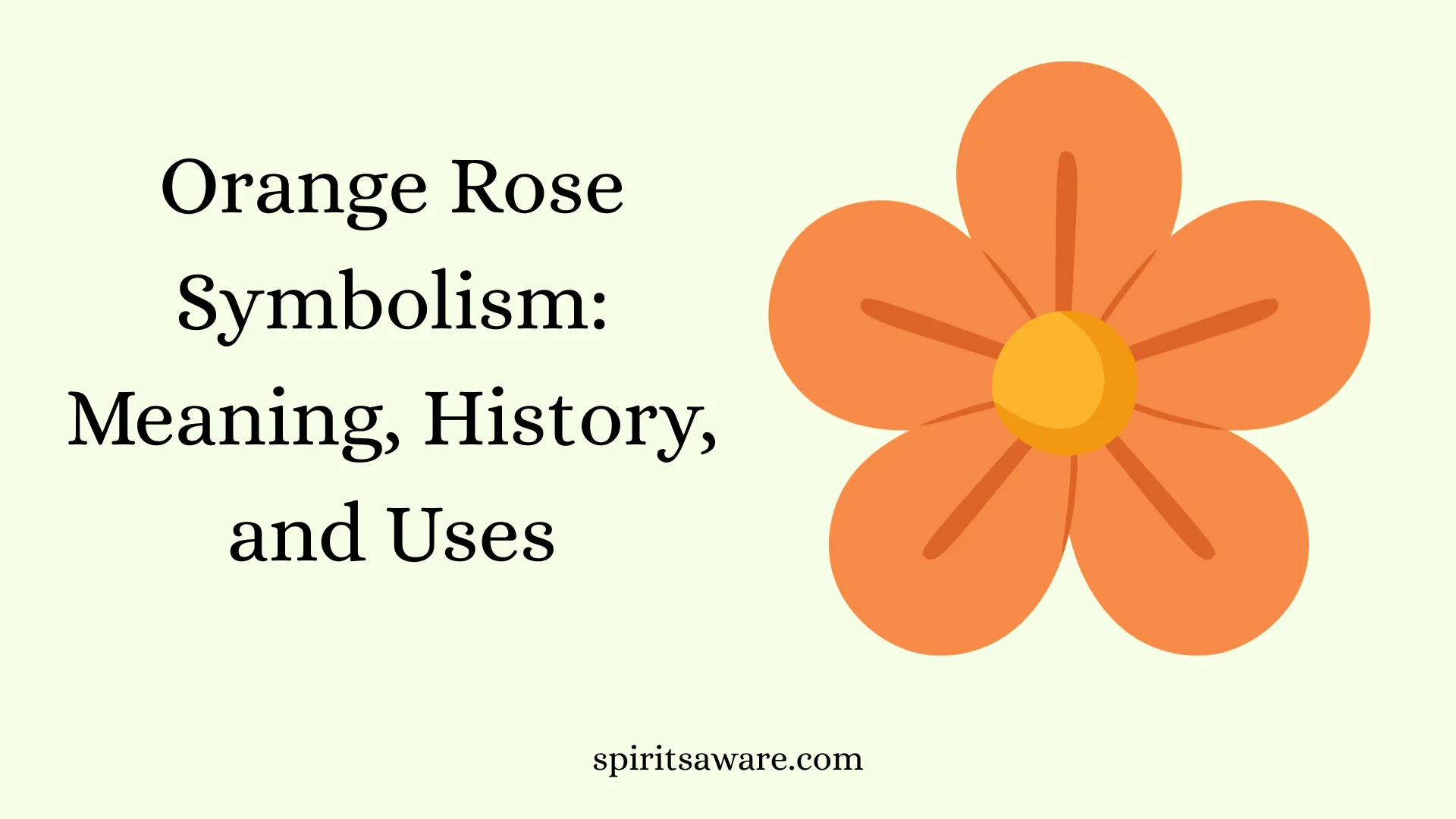 Orange Rose Symbolism