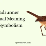 Roadrunner Spiritual Meaning and Symbolism