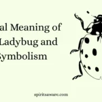 Spiritual Meaning of Black Ladybug and Its Symbolism
