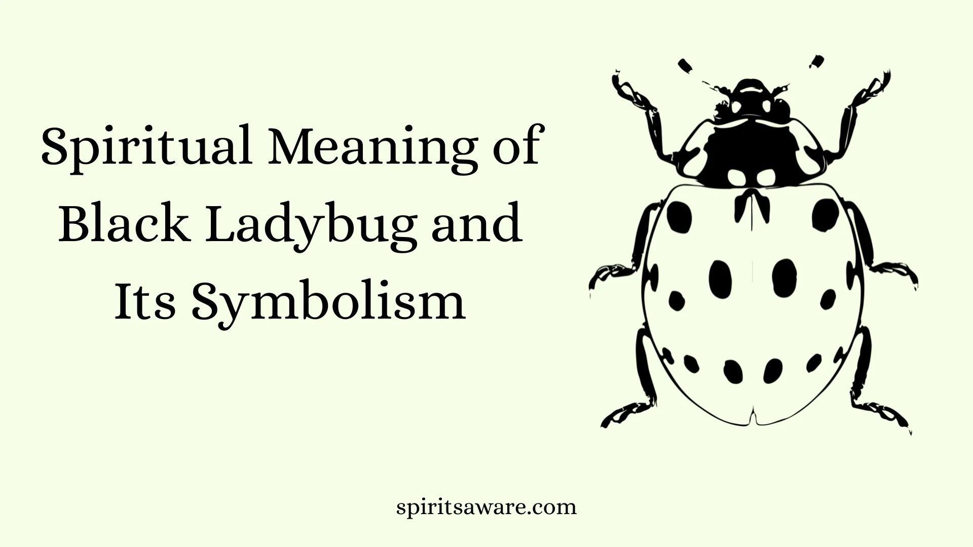 Spiritual Meaning of Black Ladybug and Its Symbolism