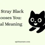 When a Stray Black Cat Chooses You