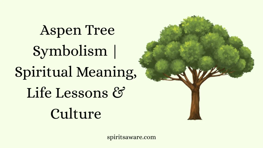  Aspen Tree Symbolism
