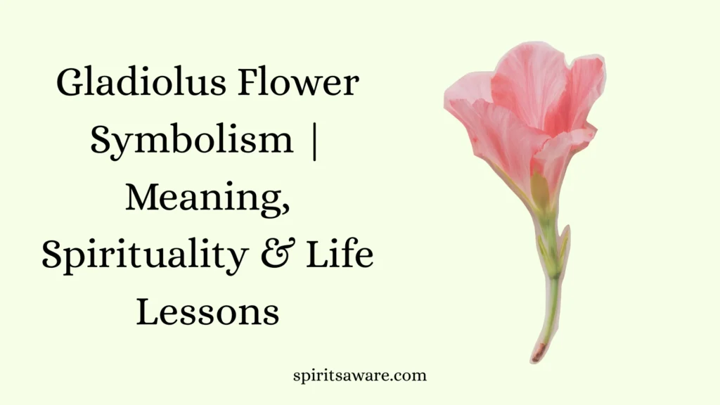 Gladiolus Flower Symbolism