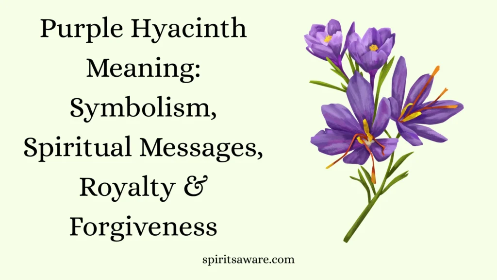 Purple Hyacinth Meaning
