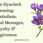 Purple Hyacinth Meaning