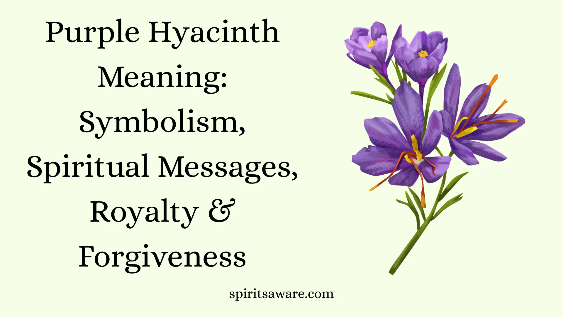 Purple Hyacinth Meaning