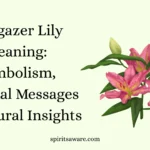 Stargazer Lily Meaning