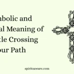 Symbolic and Spiritual Meaning of a Turtle Crossing Your Path