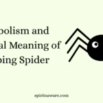 Symbolism and Spiritual Meaning of Jumping Spider