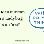 What Does It Mean When a Ladybug Lands on You?