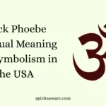 Black Phoebe Spiritual Meaning and Symbolism in the USA