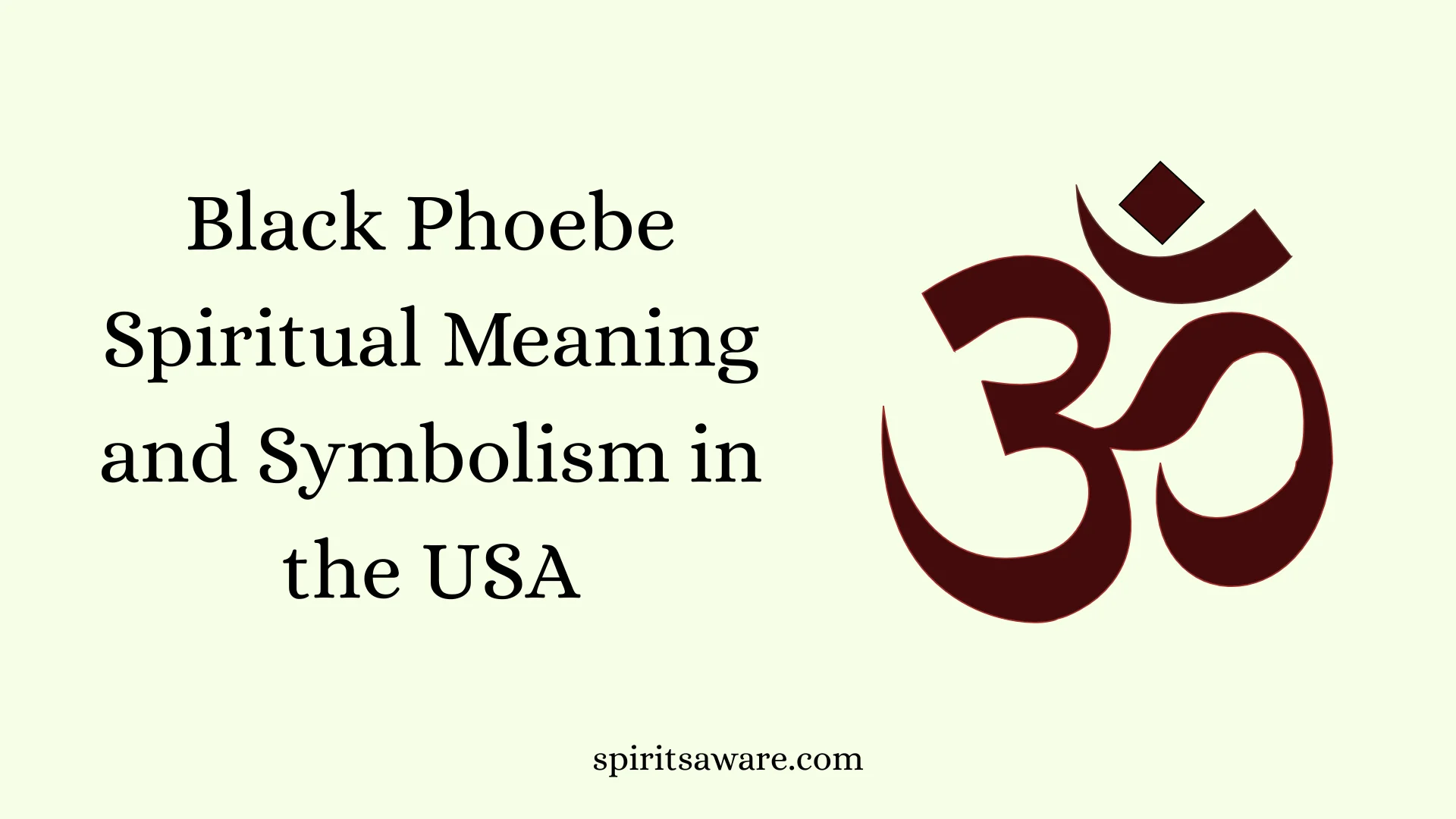 Black Phoebe Spiritual Meaning and Symbolism in the USA