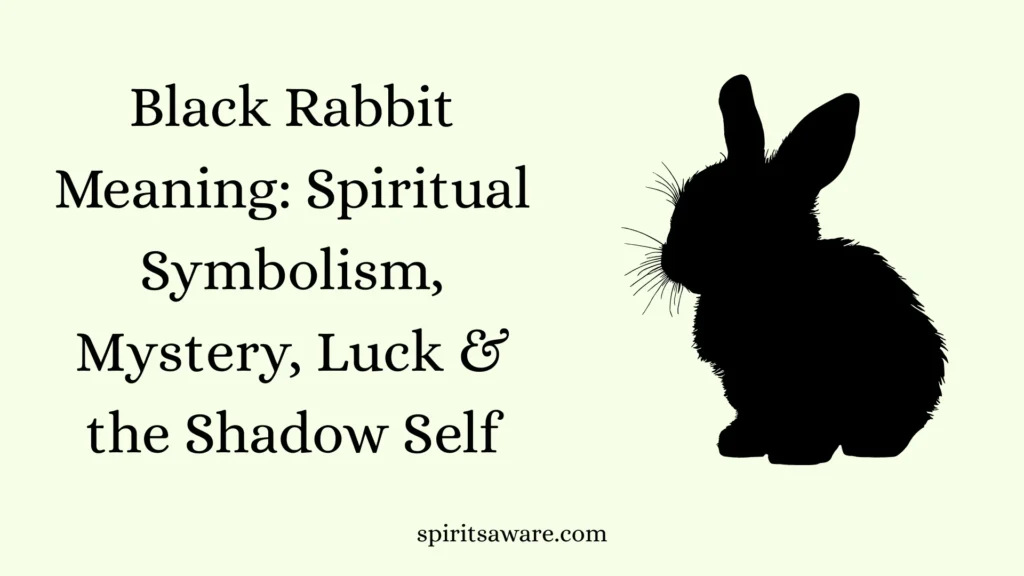 Black Rabbit Meaning
