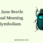 Green June Beetle Spiritual Meaning and Symbolism