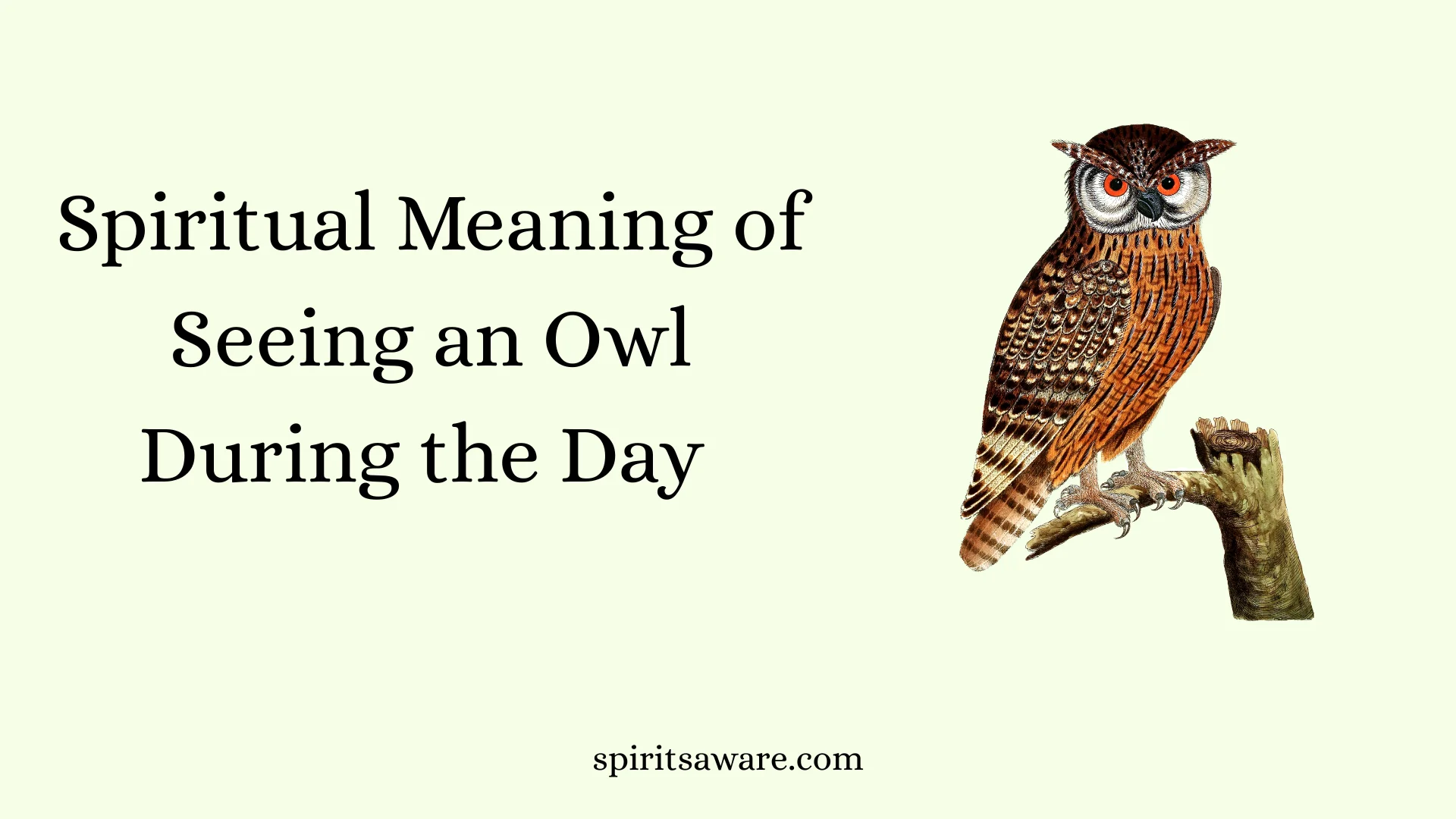 Spiritual Meaning of Seeing an Owl During the Day 