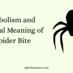 Symbolism and Spiritual Meaning of a Spider Bite