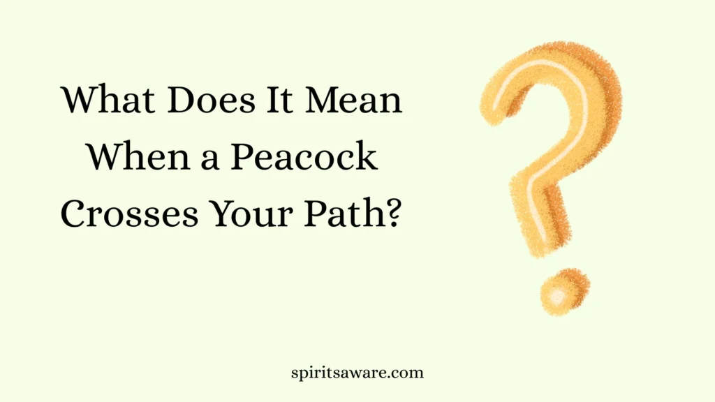 What Does It Mean When a Peacock Crosses Your Path?