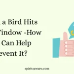 When a Bird Hits Your Window -How You Can Help Prevent It?
