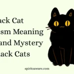 Black Cat Symbolism Meaning l Magic and Mystery of Black Cats