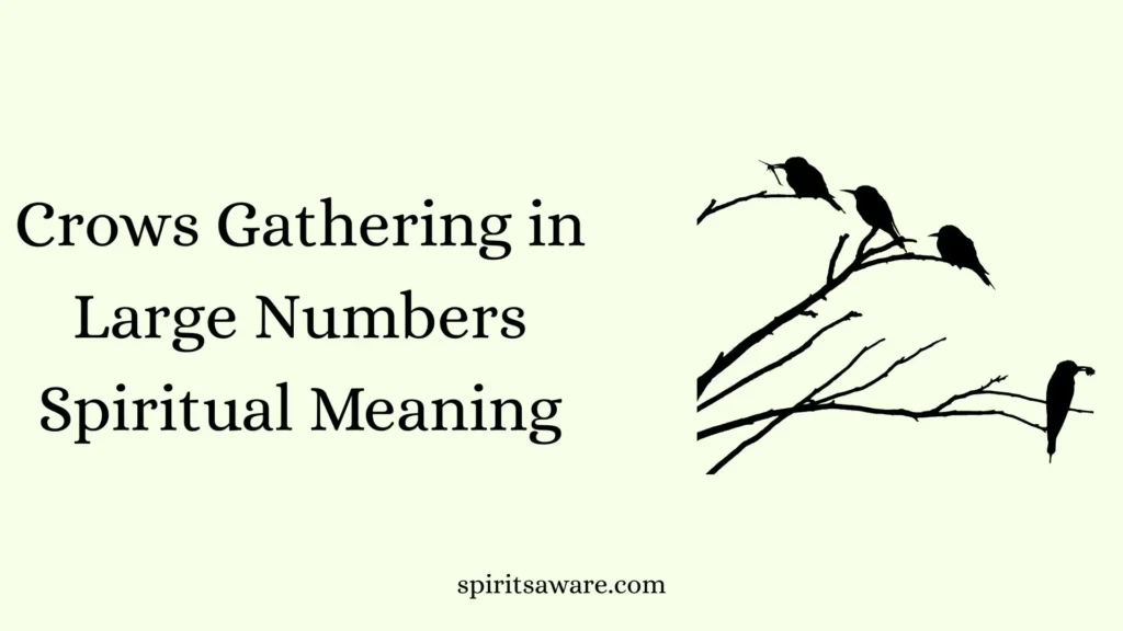 Crows Gathering in Large Numbers Spiritual Meaning