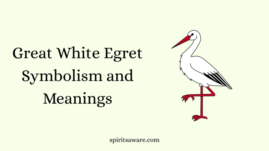 Great White Egret Symbolism and Meanings
