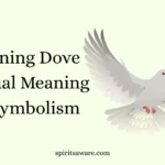 Mourning Dove Spiritual Meaning and Symbolism