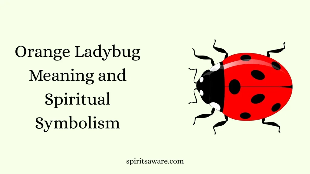 Orange Ladybug Meaning and Spiritual Symbolism
