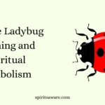 Orange Ladybug Meaning and Spiritual Symbolism