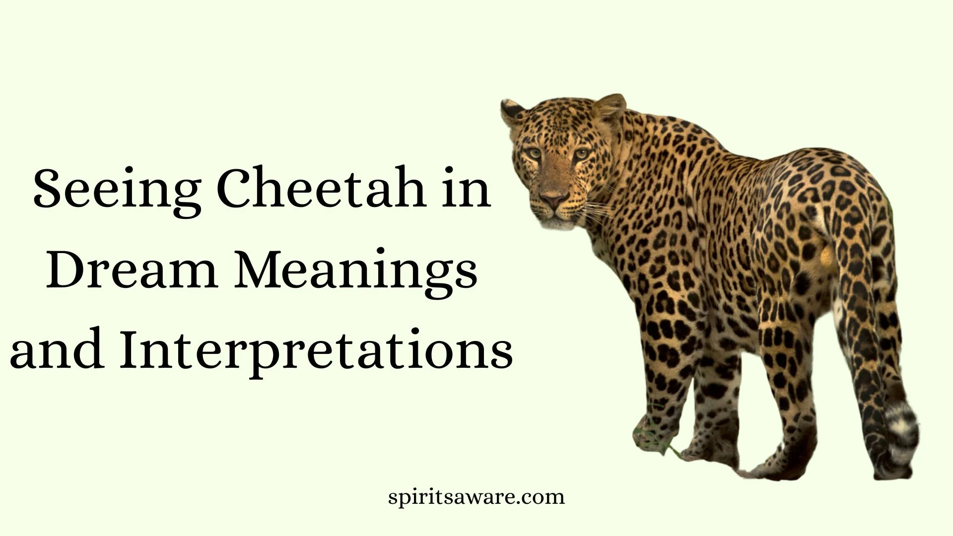 Seeing Cheetah in Dream Meanings and Interpretations